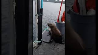 Seal Hiding From Orcas on Boat