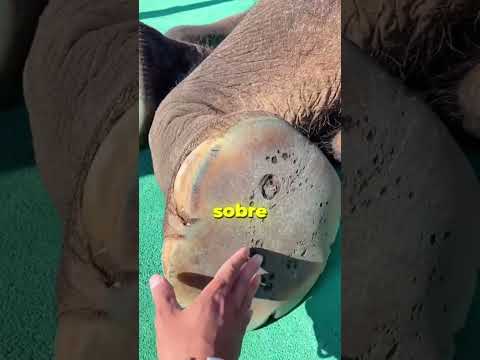 As Patas De Um Elefante NÃO SÃO o que PARECEM!