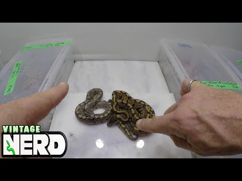 Recessive Genes Explained in Pythons