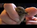 Bird Rescue - Freeing an impaled House Sparrow with tied legs