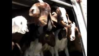 preview picture of video 'Goats + Yahoo + Farming Together'