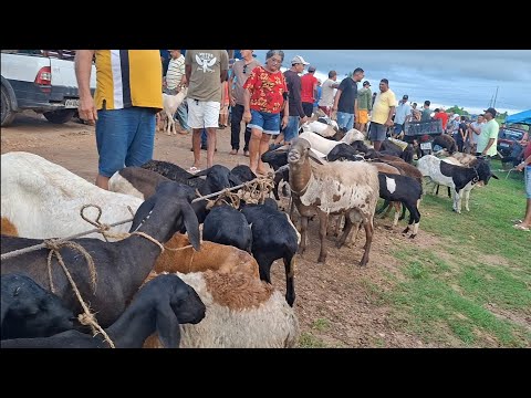 FEIRA DE CAPRINOS E OVINOS DE LAGOA DE PEDRAS-RN 09.03.2026