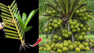 Download lagu Unique Technique To Grafting Coconut Trees Growing Fast in a short time. mp3