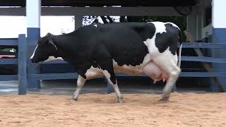 Vídeo 101 - 1ª ETAPA MEGA LIQUIDAÇÃO TOTAL AGROPECUÁRIA MARAJOARA - DIA 4 | GADO GIROLANDO E HOLANDÊS
