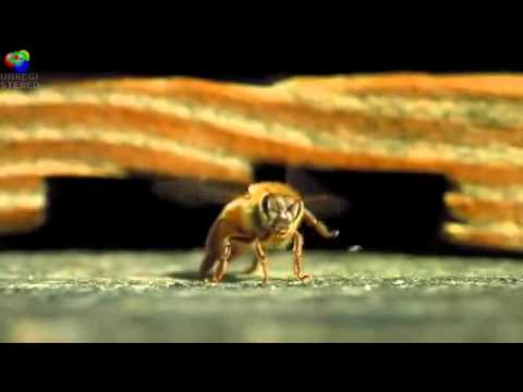 Polinização de flores em alta definição