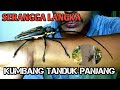 MENGENAL KUMBANG TANDUK PANJANG