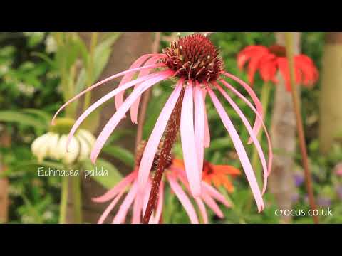 How to grow Echinaceas | Crocus.co.uk
