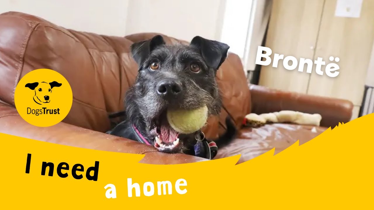 A preview of the dog's video