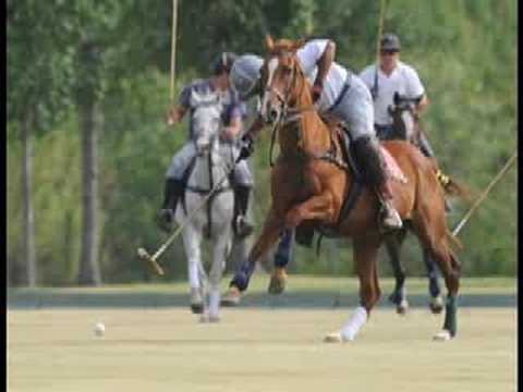 302 Polo in Aiken