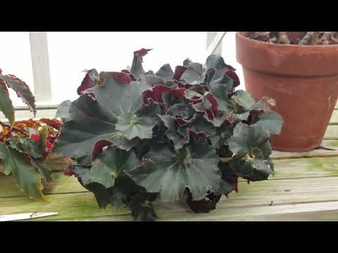 download lagu mp3 mp4 Midnight Ginger Plant, download lagu Midnight Ginger Plant gratis, unduh video klip Midnight Ginger Plant