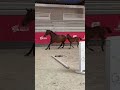 Poulain 2026 : Quopin du Cerf (par Copin van de Broy)
