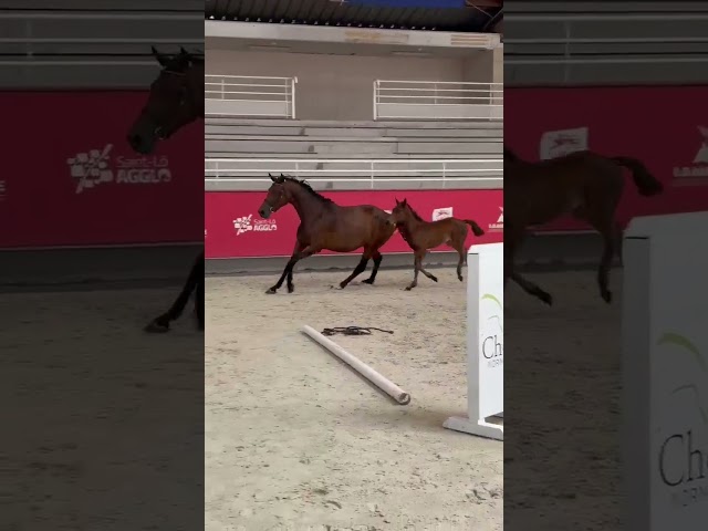 Poulain 2026 : Quopin du Cerf (par Copin van de Broy)