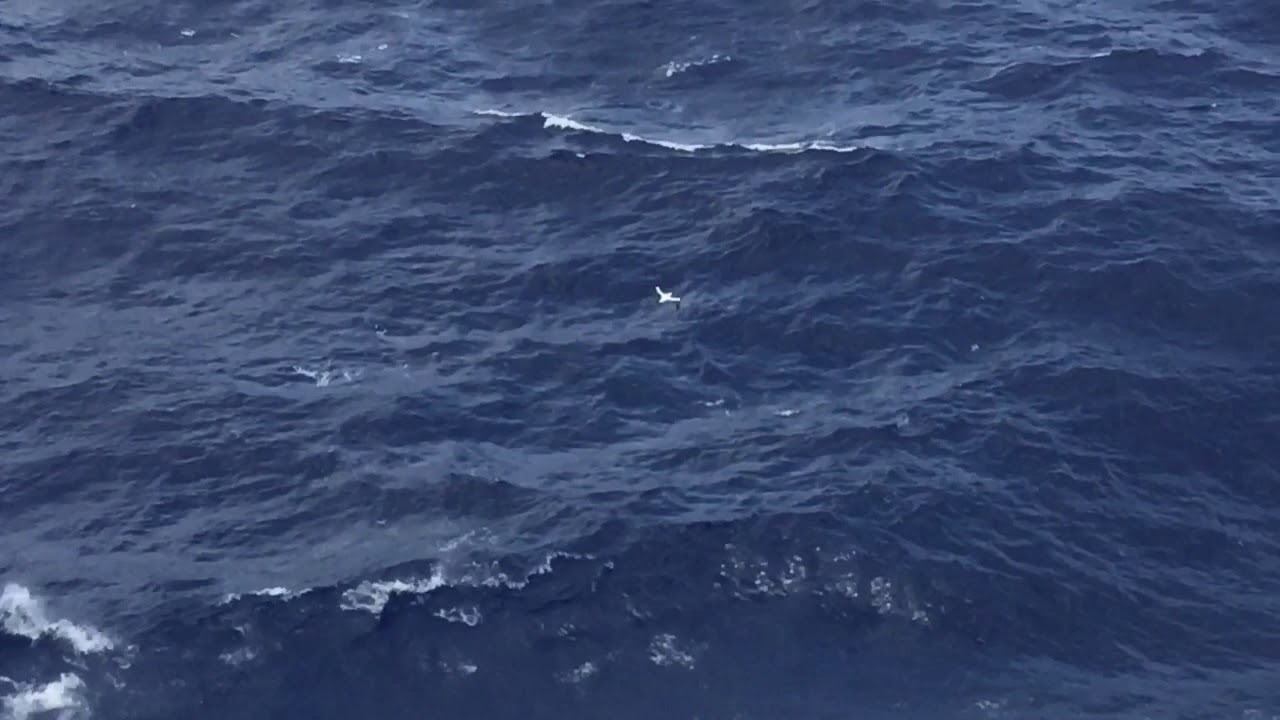 o vôo de Fernão Capelo Gaivota