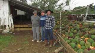 preview picture of video 'colheita de pinhão em urupema'