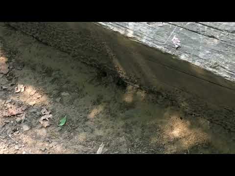 Yellow Jackets Stinging the Golfers in Brielle, NJ