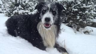 preview picture of video 'Sunnidale Boarding Kennels Dog & Cat Resort SNOW MUCH FUN --)'