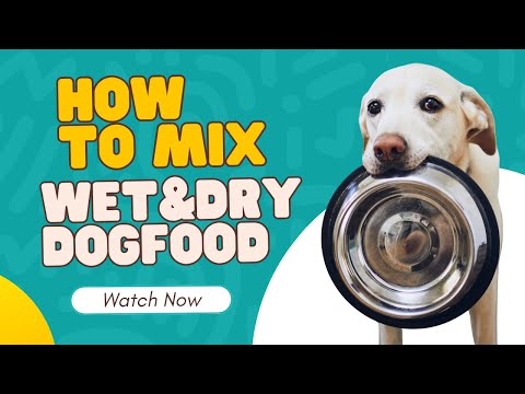 How to mix Wet & Dry Dog Food?! (Especially for senior dogs)