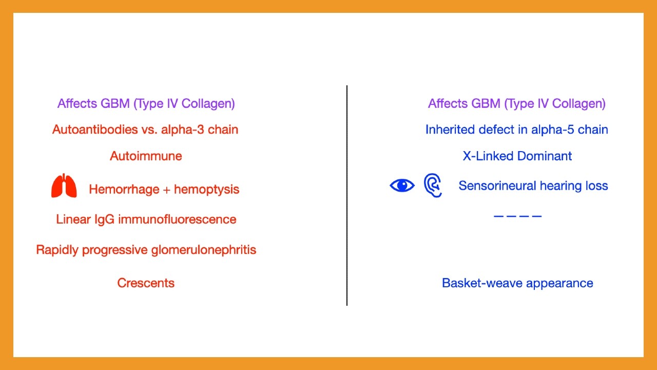 Goodpasture vs. Alport Syndrome