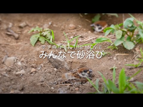 すずめちゃん☆The Movie「みんなで砂浴び」#砂浴び #スズメ #japan
