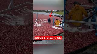 Download lagu They Make $150,000 Picking Cranberries mp3