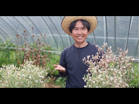 8月に子羊のレタスを播種するにはどうすればよいですか？冬のサラダを楽しむための 7 つのメンテナンス方法  庭園