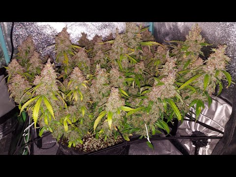 SLIDESHOW - Seed to Harvest - Super Lemon Haze Auto by Green House Seeds - 2x2x3 Mini Tent Grow