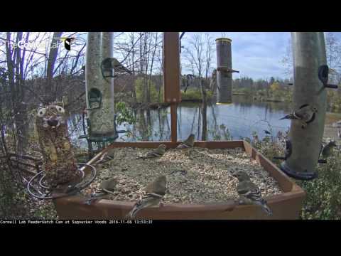 American Goldfinch Invasion - Nov. 8, 2016