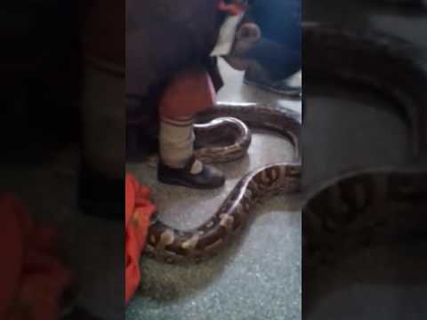 Wow! Brave Children Catch Big Snake With Bare Hands