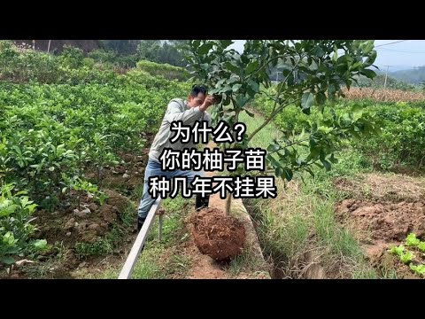 碌柚樹風水