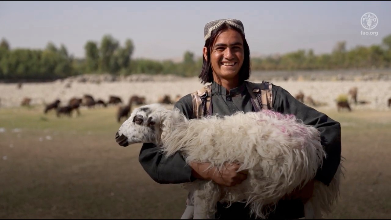Protecting Afghanistan livestock livelihoods as moving toward Peste des Petits Ruminants eradication