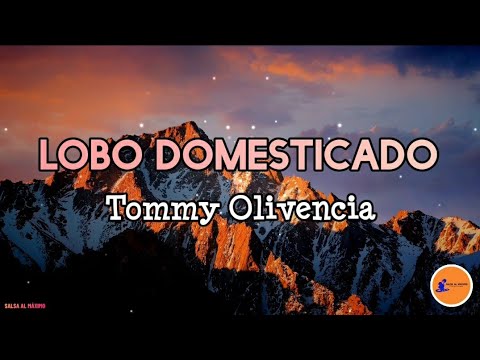 LOBO DOMESTICADO - Tommy Olivencia/ Letra/Salsa/Cali