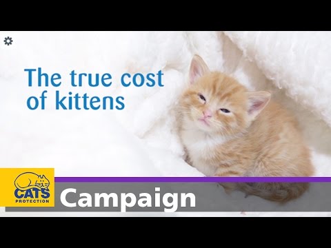 The true cost of kittens