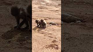 Saudi Monkeys# cute baby monkeys#Eat while you can# Makkah madina highway #umrah