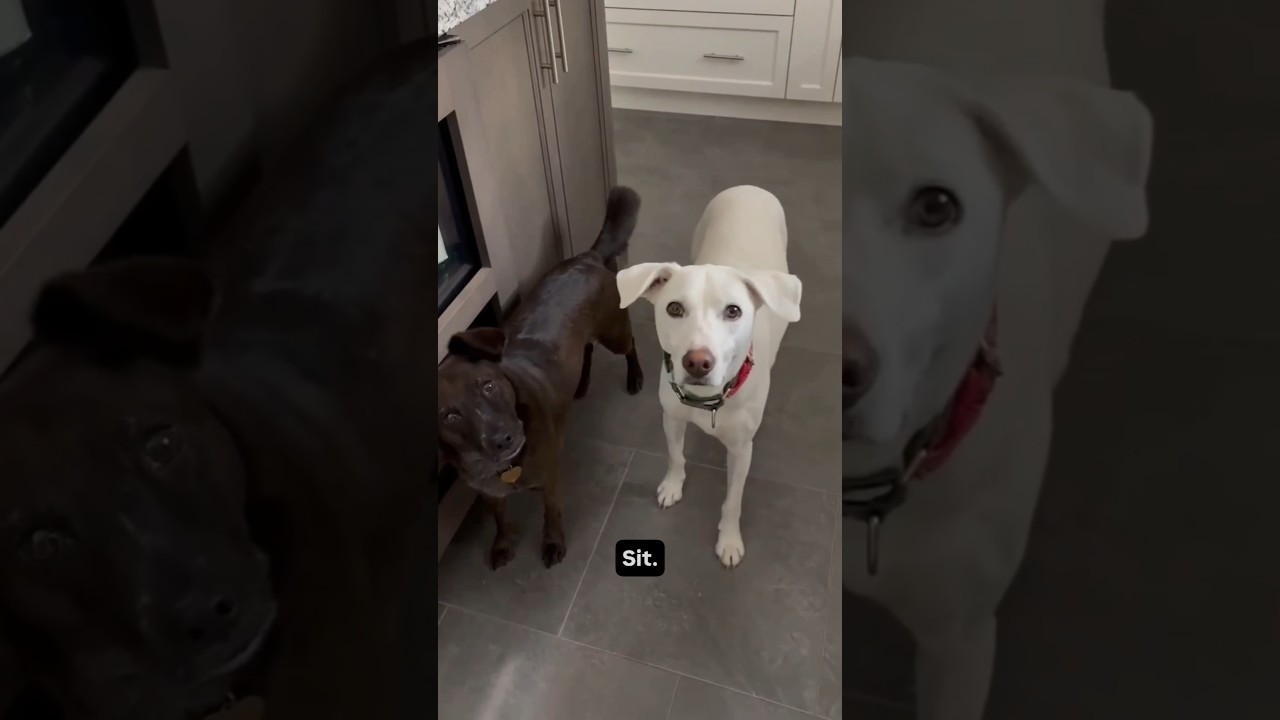 Billy, an adoptable mixed breed in Hamilton, ON video 6/6
