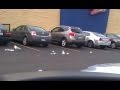 Seagulls Find McDonalds