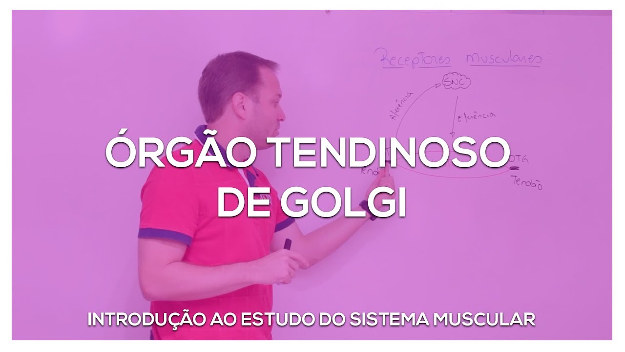 Órgão Tendinoso de Golgi - OTG