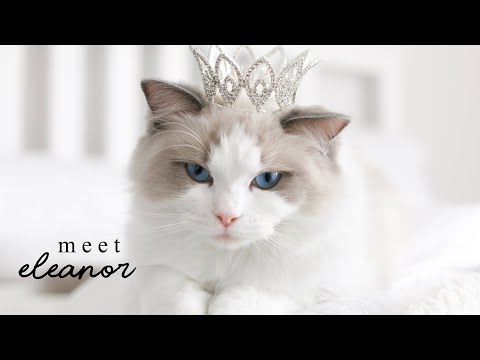 Meet Eleanor, the Cuddliest Blue Bicolor Ragdoll Kitten | Caroline, Penelope & Nora the Ragdoll Cats