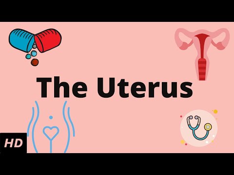 The Uterus, Location, Anatomy and Function