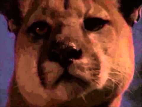 the Mountain Lion King part 8