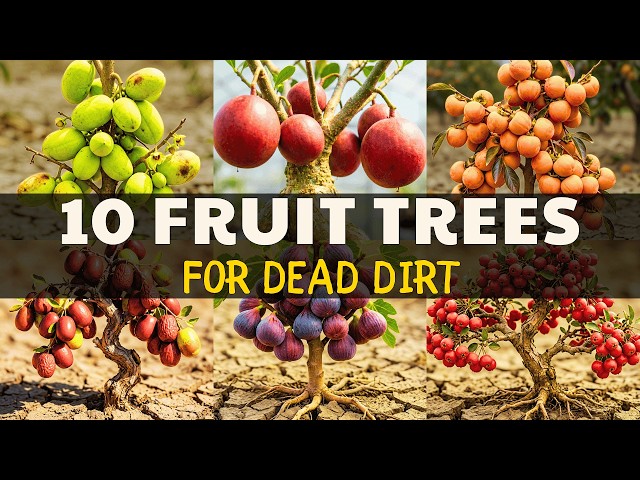 10 Fruit Trees That Thrive in Poor Soil and Can Transform Neglected ...