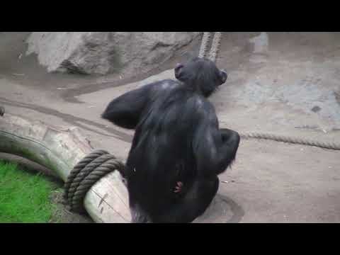 5 minutes chimps with  Kisha's Baby  & Makeni, Zoo Leipzig, 070120-61