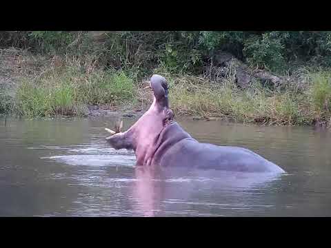 Djuma: Hippo playing and with stick in the dam - 17:05 - 04/03/21