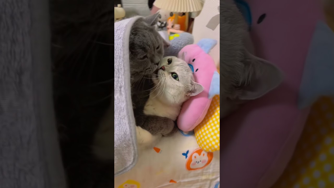 Just two cats being adorable roommates 🐾💕#fyp #foryou #cat #petlove #love #catsoftiktok #catlover