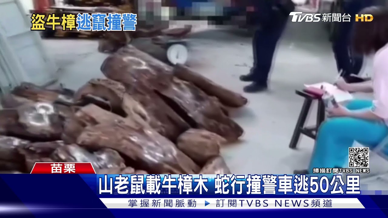 山老鼠載牛樟木 蛇行撞警車逃50公里