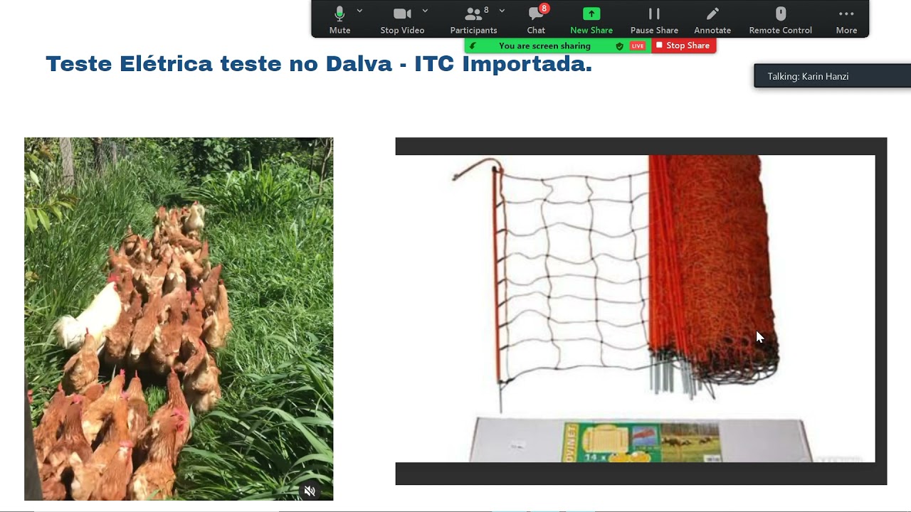 criação de galinhas em sistemas agroflorestais / caipiras / manejo orgânico