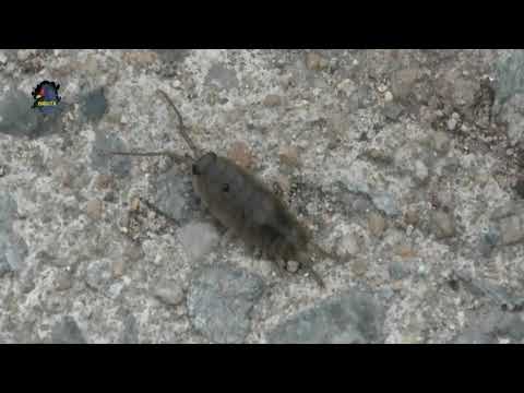 LIGIE Océanique/Ligia oceanica.Linnaeus, 1767 ! BRUITX