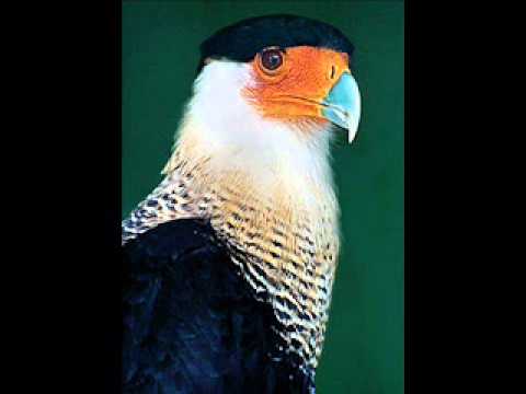 FG El Gavilán - Anselmo López  (Instrumental)