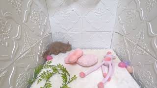 ブリティッシュショートヘアの動画01