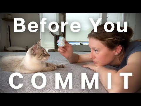 10 things you NEED to know before adopting a Cat/Kitten