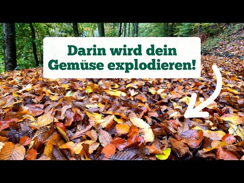 warum du jetzt viel Laub sammeln solltest! [sinnvolle Gartenarbeit Oktober]